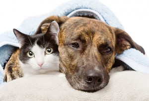 Care For Your Pets During Winter