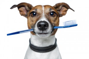 dental care for your pets