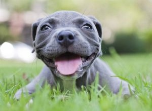smiling-pitbull-puppy-in-grass